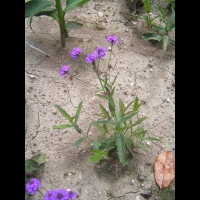 Verbena Venosa (fam verbenacees) (1)
